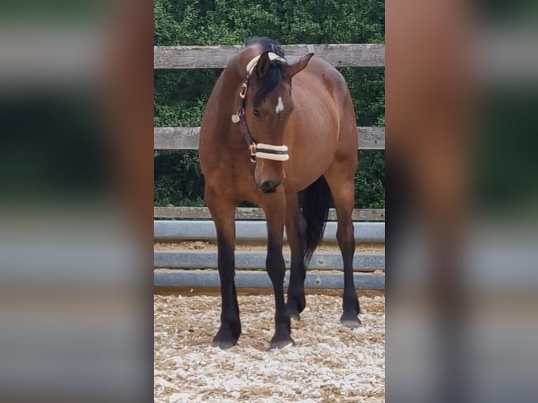 Konie fryzyjskie Mix Wałach 5 lat 155 cm Ciemnogniada in Weilbach