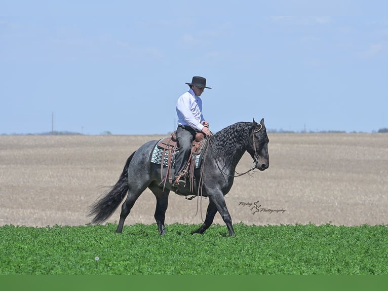 Konie fryzyjskie Mix Wałach 5 lat 155 cm Karodereszowata in Hazleton, IA
