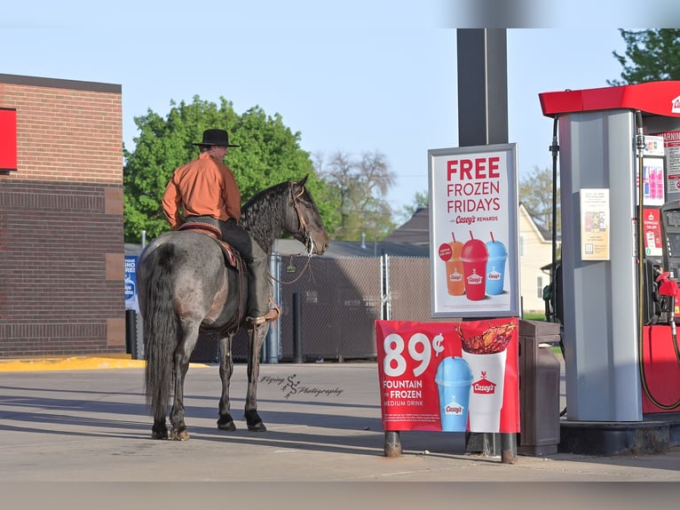 Konie fryzyjskie Mix Wałach 5 lat 155 cm Karodereszowata in Hazleton, IA