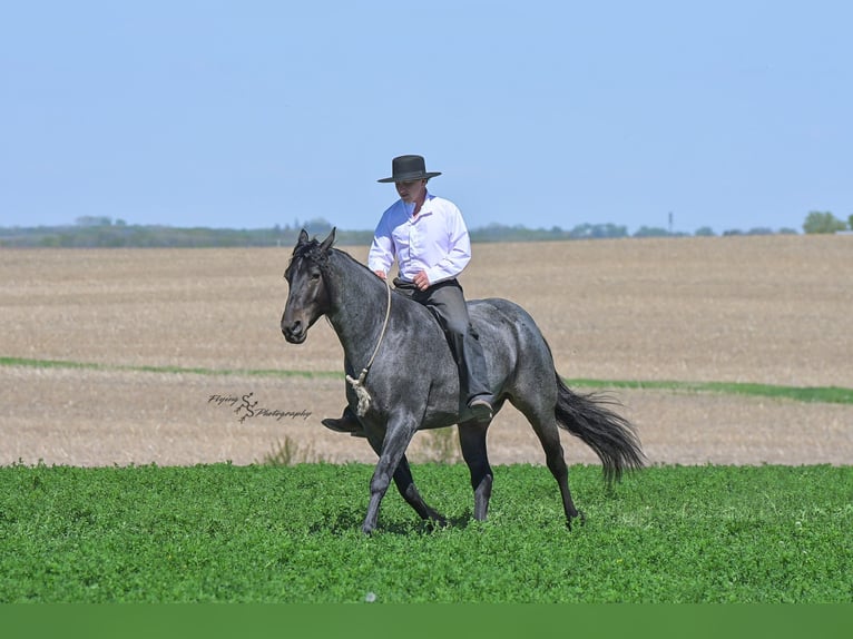 Konie fryzyjskie Mix Wałach 5 lat 155 cm Karodereszowata in Hazleton, IA
