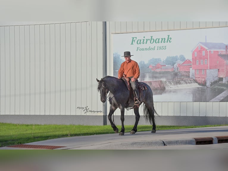 Konie fryzyjskie Mix Wałach 5 lat 155 cm Karodereszowata in Hazleton, IA