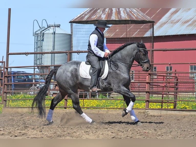 Konie fryzyjskie Mix Wałach 5 lat 155 cm Karodereszowata in Hazleton, IA