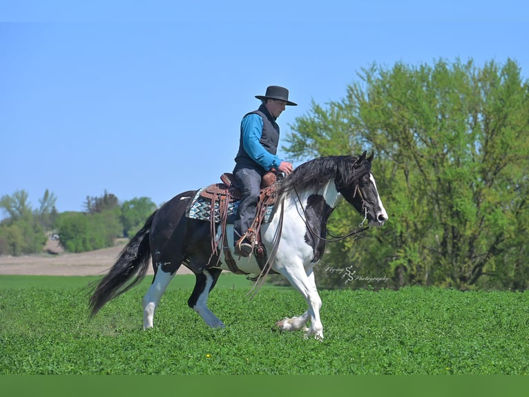 Konie fryzyjskie Mix Wałach 5 lat 155 cm Tobiano wszelkich maści in Hazleton, IA