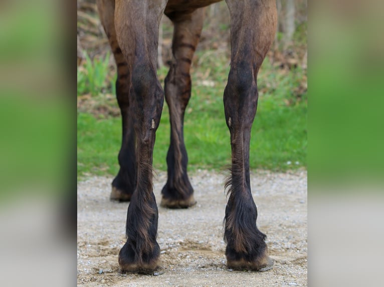 Konie fryzyjskie Mix Wałach 5 lat 157 cm Grullo in Shipshewana