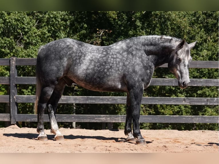 Konie fryzyjskie Mix Wałach 5 lat 157 cm Siwa in Clover