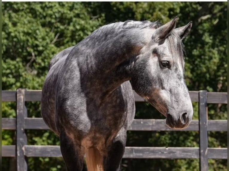 Konie fryzyjskie Mix Wałach 5 lat 157 cm Siwa in Clover
