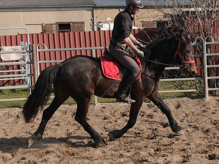Konie fryzyjskie Mix Wałach 5 lat 157 cm Skarogniada in Buttstädt