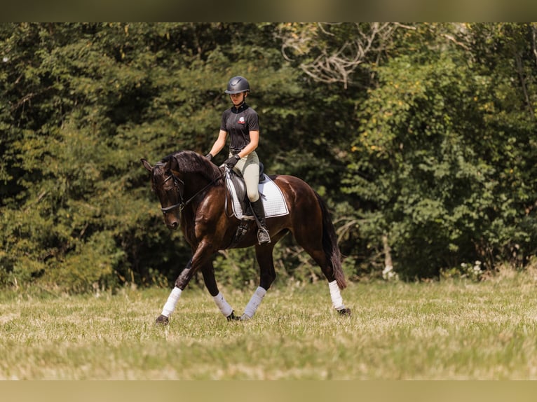 Konie fryzyjskie Mix Wałach 5 lat 160 cm Gniada in Ames