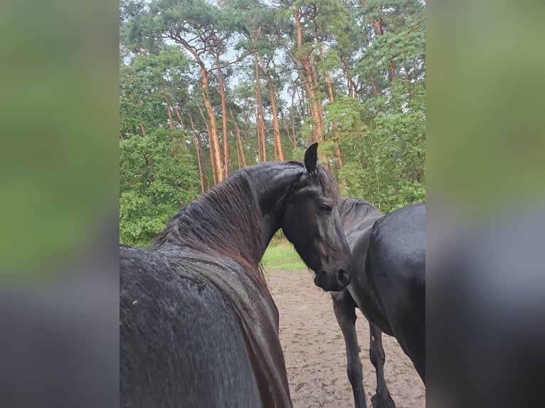 Konie fryzyjskie Wałach 5 lat 160 cm Kara in Schönwalde