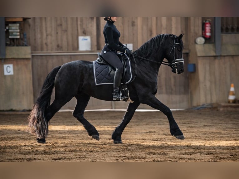 Konie fryzyjskie Wałach 5 lat 160 cm Kara in Wienhausen