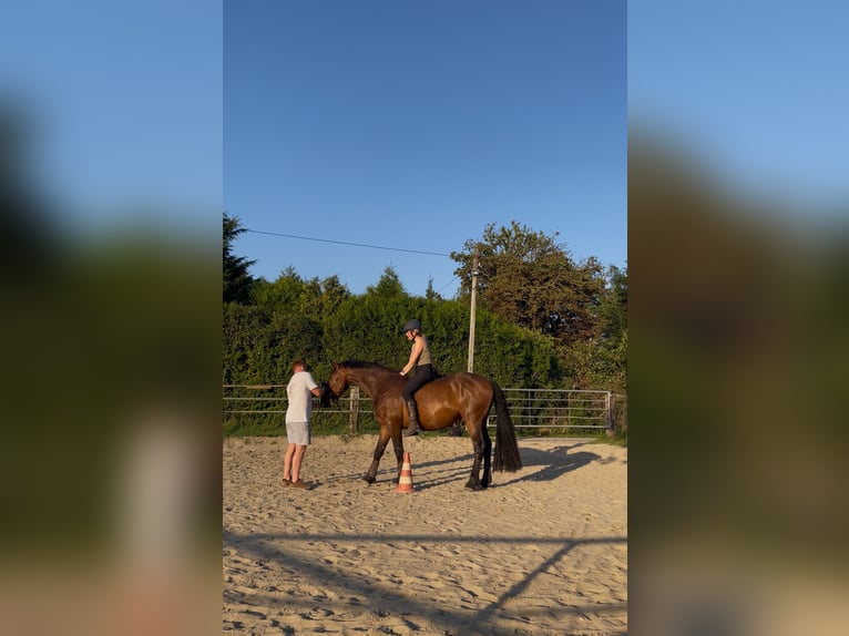 Konie fryzyjskie Mix Wałach 5 lat 160 cm  in Moers