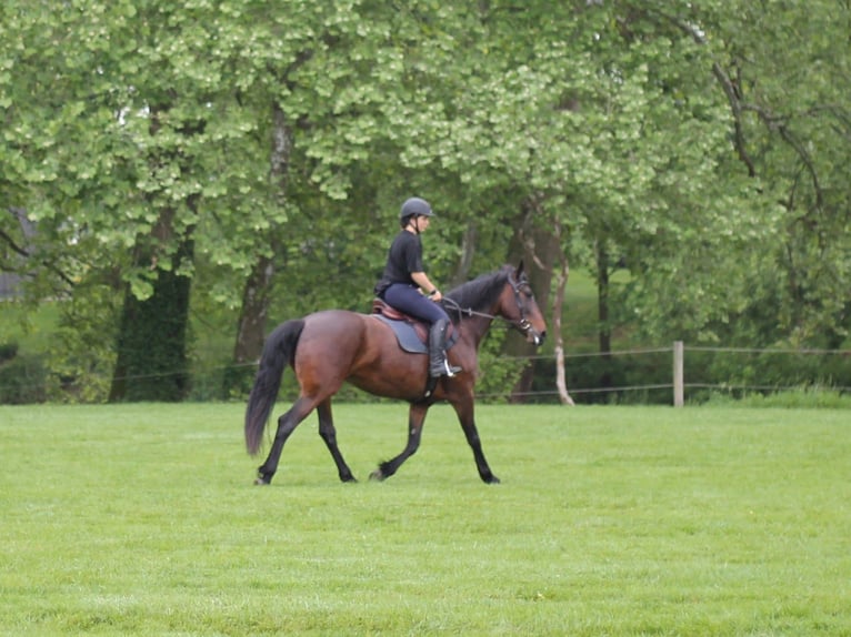 Konie fryzyjskie Wałach 5 lat 163 cm Ciemnogniada in New Holland