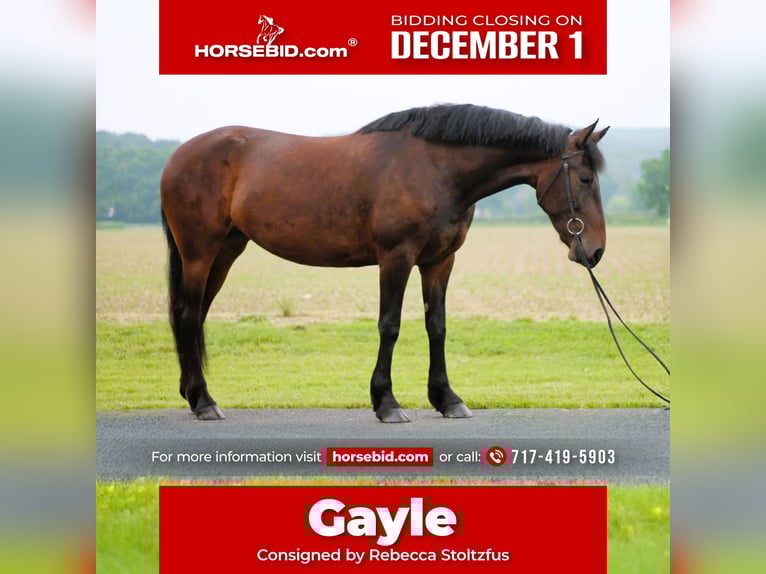 Konie fryzyjskie Wałach 5 lat 163 cm Ciemnogniada in New Holland