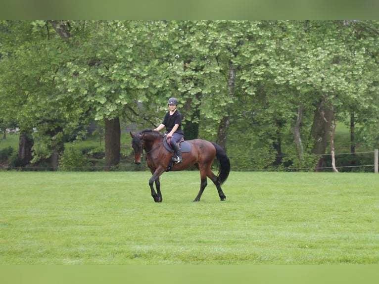 Konie fryzyjskie Wałach 5 lat 163 cm Ciemnogniada in New Holland