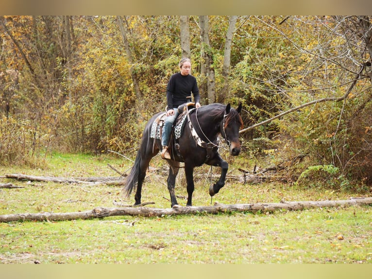 Konie fryzyjskie Mix Wałach 5 lat 163 cm Gniada in Baltic