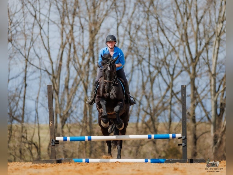 Konie fryzyjskie Mix Wałach 5 lat 163 cm Kara in Auburn