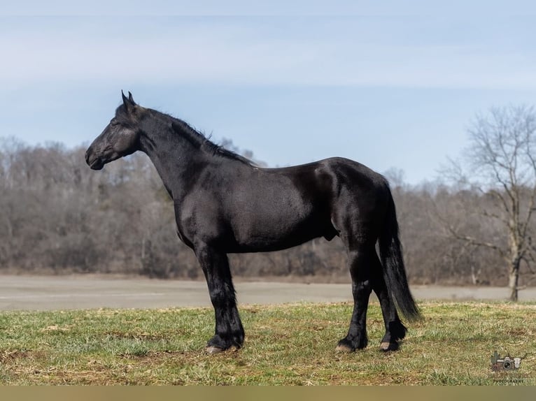Konie fryzyjskie Mix Wałach 5 lat 163 cm Kara in Auburn