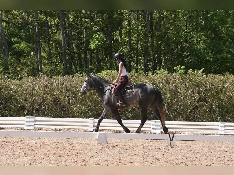 Konie fryzyjskie Mix Wałach 5 lat 163 cm Siwa jabłkowita in Clover, SC