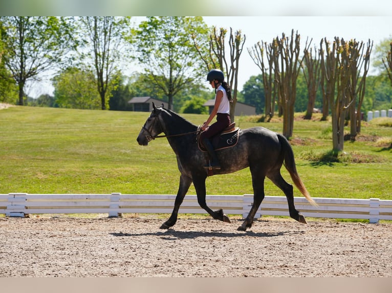 Konie fryzyjskie Mix Wałach 5 lat 163 cm Siwa jabłkowita in Clover, SC