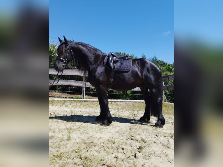 Konie fryzyjskie Mix Wałach 5 lat 165 cm  in Flammersfeld