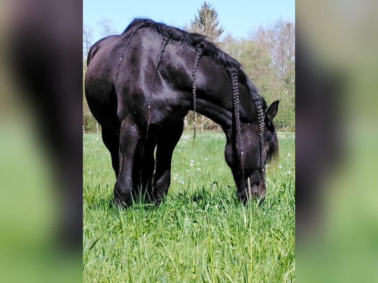 Konie fryzyjskie Mix Wałach 5 lat 165 cm  in Flammersfeld