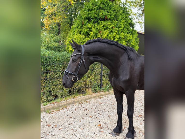 Konie fryzyjskie Wałach 5 lat 166 cm Kara in Nispen
