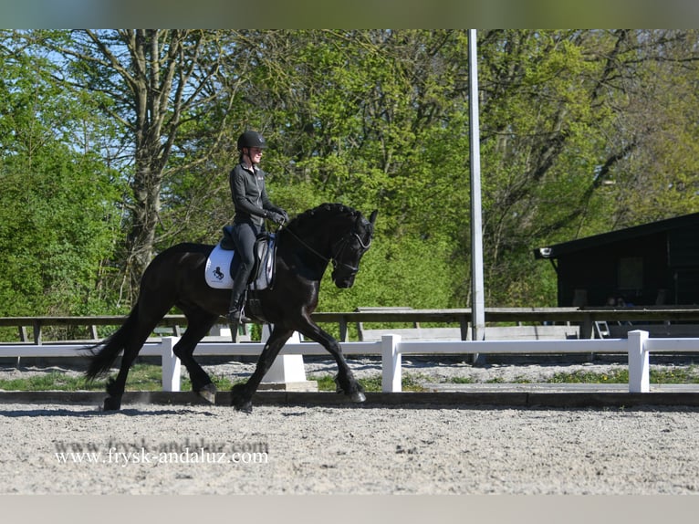 Konie fryzyjskie Wałach 5 lat 167 cm Kara in Mijnsheerenland