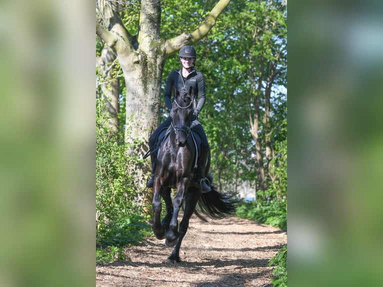 Konie fryzyjskie Wałach 5 lat 167 cm Kara in Mijnsheerenland