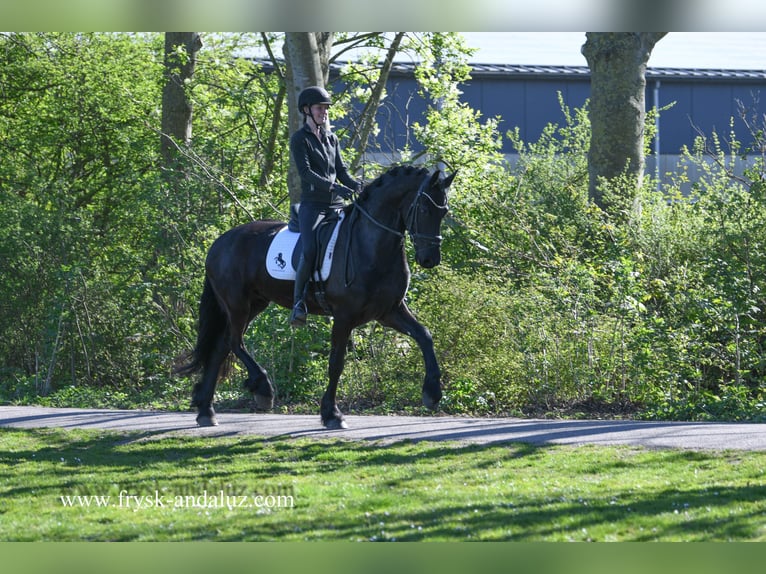 Konie fryzyjskie Wałach 5 lat 167 cm Kara in Mijnsheerenland