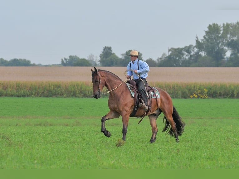 Konie fryzyjskie Wałach 5 lat 168 cm Gniada in Fairbank