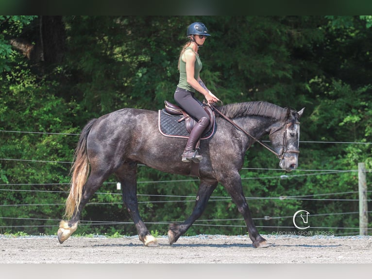 Konie fryzyjskie Mix Wałach 5 lat 170 cm Siwa in Clover, SC