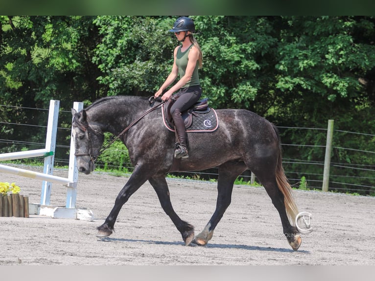 Konie fryzyjskie Mix Wałach 5 lat 170 cm Siwa in Clover, SC
