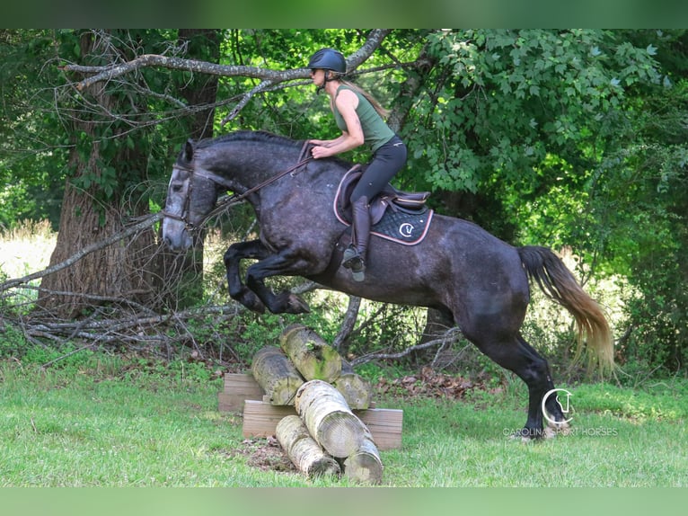 Konie fryzyjskie Mix Wałach 5 lat 170 cm Siwa in Clover, SC