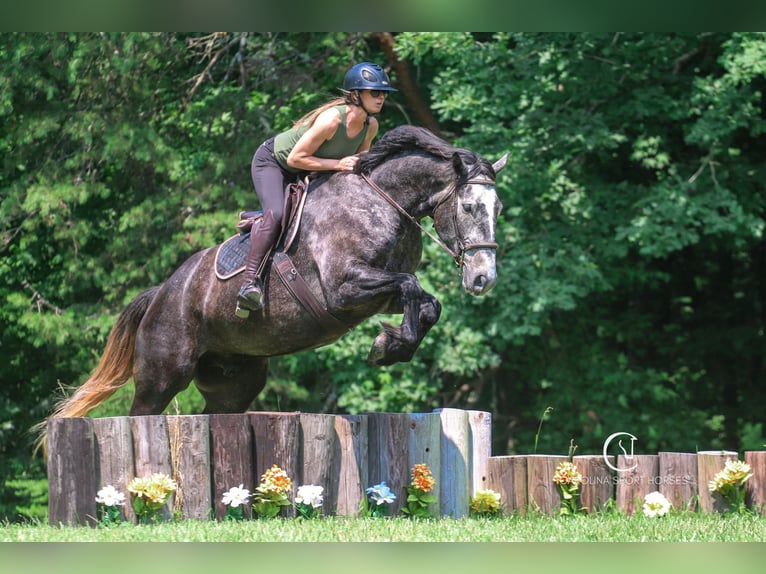 Konie fryzyjskie Mix Wałach 5 lat 170 cm Siwa in Clover, SC