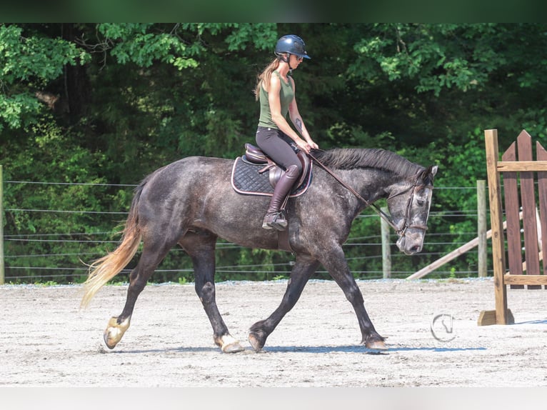 Konie fryzyjskie Mix Wałach 5 lat 170 cm Siwa in Clover, SC