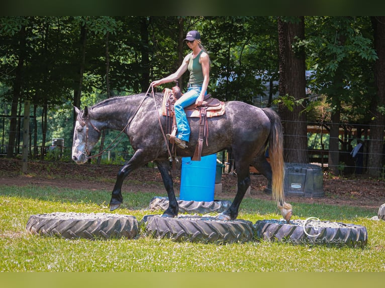 Konie fryzyjskie Mix Wałach 5 lat 170 cm Siwa in Clover, SC