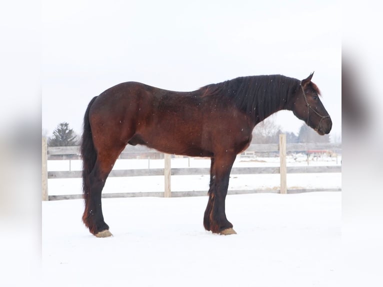 Konie fryzyjskie Wałach 5 lat 173 cm Kara in Howell