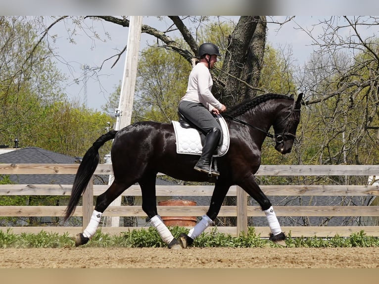 Konie fryzyjskie Mix Wałach 5 lat 173 cm Kara in Fresno