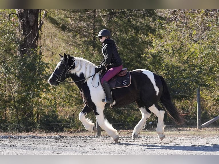 Konie fryzyjskie Mix Wałach 6 lat 157 cm Srokata in Clover