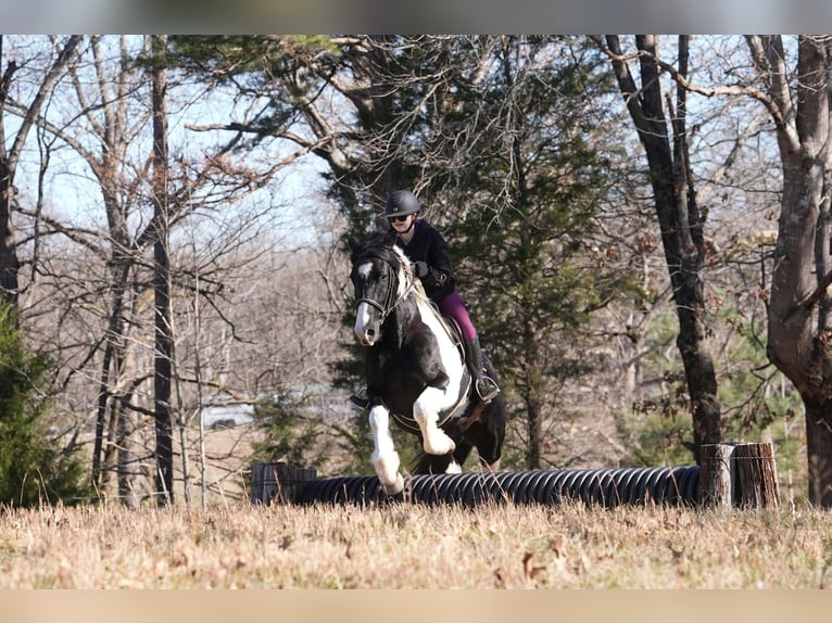 Konie fryzyjskie Mix Wałach 6 lat 157 cm Srokata in Clover