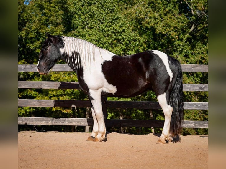 Konie fryzyjskie Mix Wałach 6 lat 157 cm Srokata in Clover