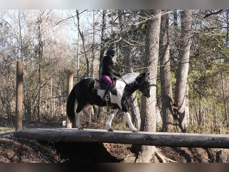 Konie fryzyjskie Mix Wałach 6 lat 157 cm Srokata in Clover