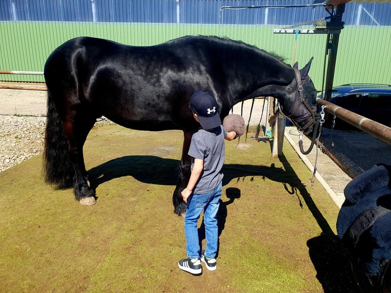 Konie fryzyjskie Wałach 6 lat 162 cm Kara in Emmelshausen