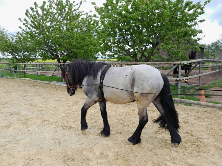Konie fryzyjskie Mix Wałach 6 lat 162 cm Kara in Derental Konie fryzyjskie Mix Wałach 6 lat 162 cm Kara in Derental