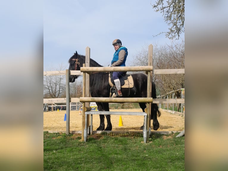 Konie fryzyjskie Mix Wałach 6 lat 162 cm Kara in Derental Konie fryzyjskie Mix Wałach 6 lat 162 cm Kara in Derental