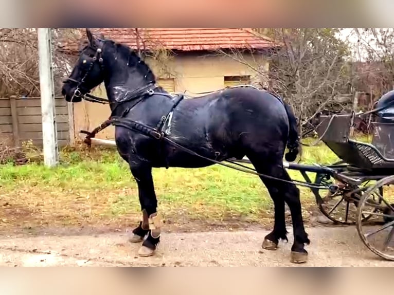 Konie fryzyjskie Wałach 6 lat 164 cm Kara in Langenfeld