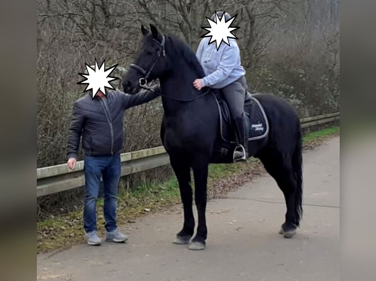 Konie fryzyjskie Wałach 6 lat 164 cm Kara in Langenfeld