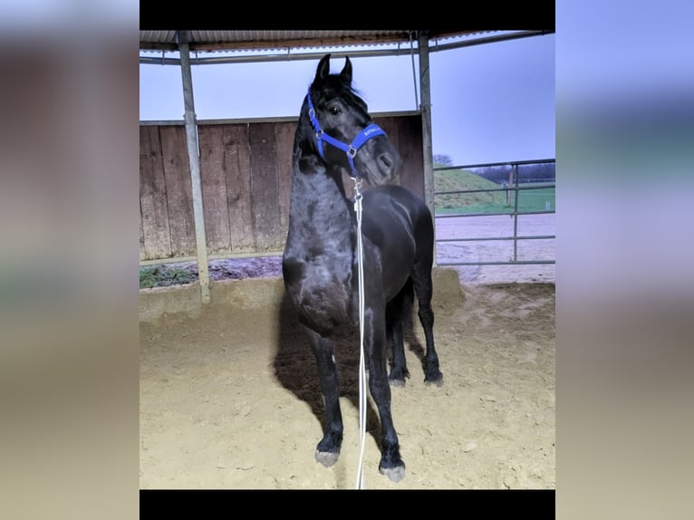 Konie fryzyjskie Wałach 6 lat 164 cm Kara in Langenfeld