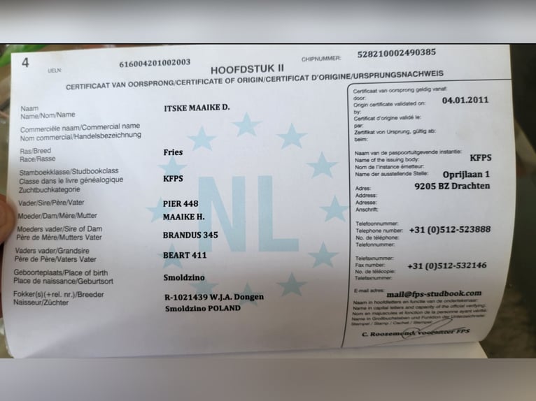 Konie fryzyjskie Wałach 6 lat 164 cm Kara in Langenfeld