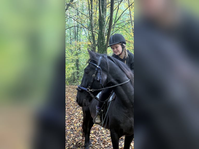 Konie fryzyjskie Wałach 6 lat 164 cm Kara in Solingen